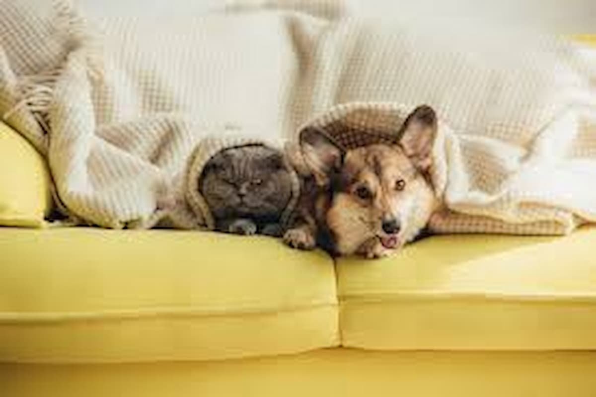 images 15 1